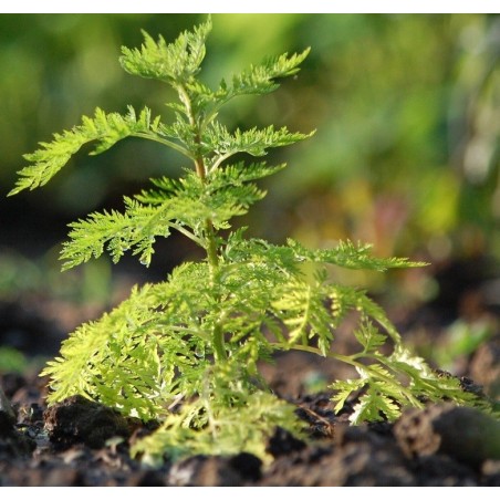 Jeune plant d'artemisia annua