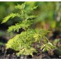 Artemisia Annua - 30 graines Artemisia Annua - 30 graines