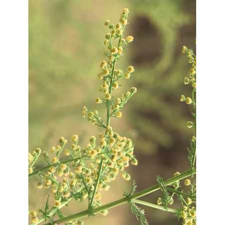 Artemisia Annua - 30 graines