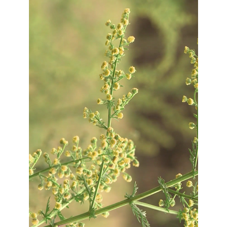 Armoise annuelle - Artemisia Annua