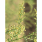 Artemisia Annua - 30 graines Artemisia Annua - 30 graines