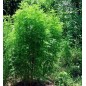 Artemisia Annua - 30 graines Artemisia Annua - 30 graines