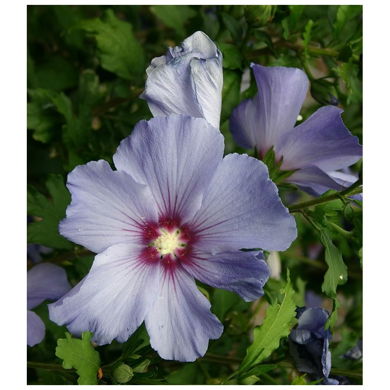 10 Rare Bleu Gris Argent Hibiscus Graines Fleur géante du Jardin Exotique Argent 