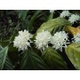 Fleurs blanches de caféier robusta