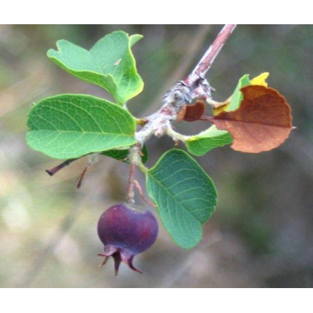 Amelanchier Ovalis - 10 graines
