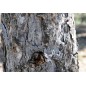 Pinus Nigra Salzmannii - 10 graines Pinus Nigra Salzmannii - 10 graines