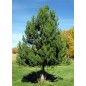Pinus Nigra Salzmannii - 10 graines Pinus Nigra Salzmannii - 10 graines