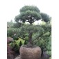 Pinus Nigra Salzmannii - 10 graines Pinus Nigra Salzmannii - 10 graines