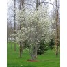 Amelanchier Ovalis - 10 graines