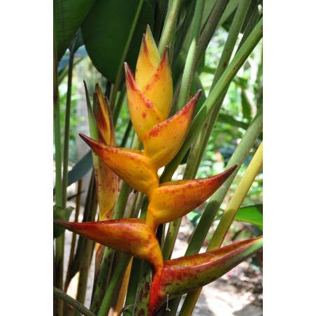 Bractées de heliconia champneiana