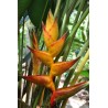 Bractées de heliconia champneiana