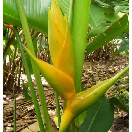 Bractées de heliconia champneiana Maya Gold