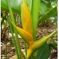 Heliconia Champneiana ''Maya Gold'' - 10 graines Heliconia Champneiana ''Maya Gold'' - 10 graines