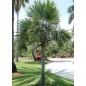 Leucothrinax Morrisii - 10 graines Leucothrinax Morrisii - 10 graines
