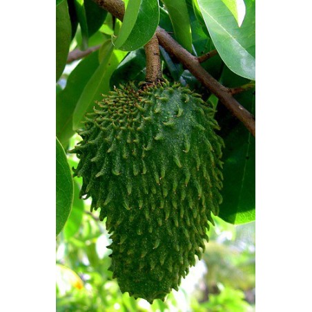 Annona Muricata - 10 graines