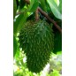 Annona Muricata - 10 graines Annona Muricata - 10 graines