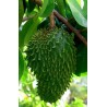 Annona Muricata - 10 graines