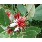 Feijoa Sellowiana - 10 graines Feijoa Sellowiana - 10 graines