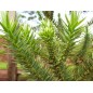 Araucaria Angustifolia - 10 graines Araucaria Angustifolia - 10 graines