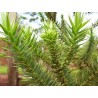 Araucaria Angustifolia - 10 graines