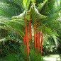 Cyrtostachys Renda / Lakka - 10 graines Cyrtostachys Renda / Lakka - 10 graines