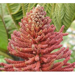 Graines de Gunnera Insignis - 10 graines - Graines exotiques -  - 1