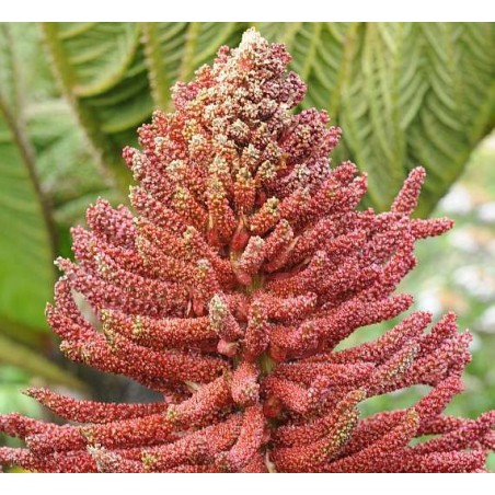 Gunnera Insignis - 10 graines