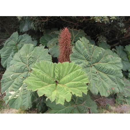 Gunnera insignis