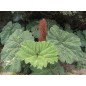 Gunnera Insignis - 10 graines Gunnera Insignis - 10 graines