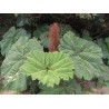 Gunnera insignis