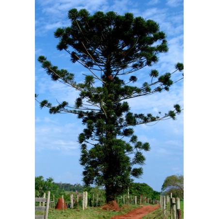 Araucaria Angustifolia - 10 graines