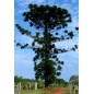 Araucaria Angustifolia - 10 graines Araucaria Angustifolia - 10 graines