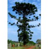 Araucaria Angustifolia - 10 graines