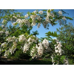 Floraison de l'arbre aux pagodes