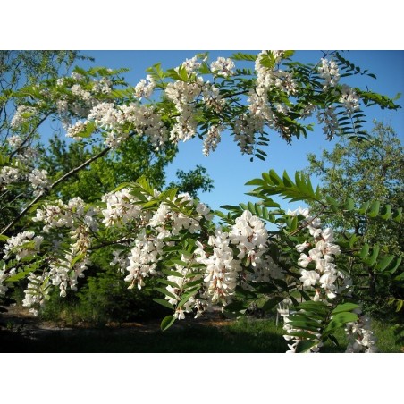 Sophora Japonica - 10 graines