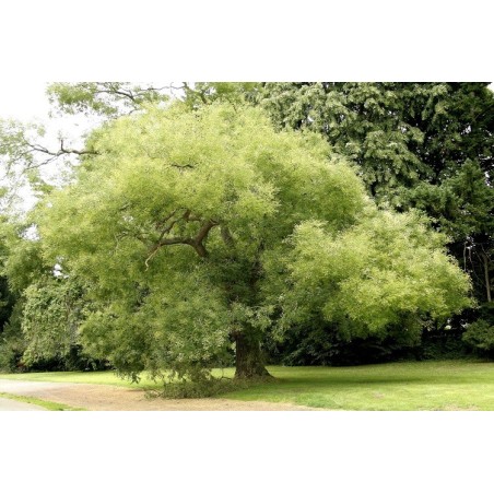 Arbre au Pagodes / Sophora Japonica