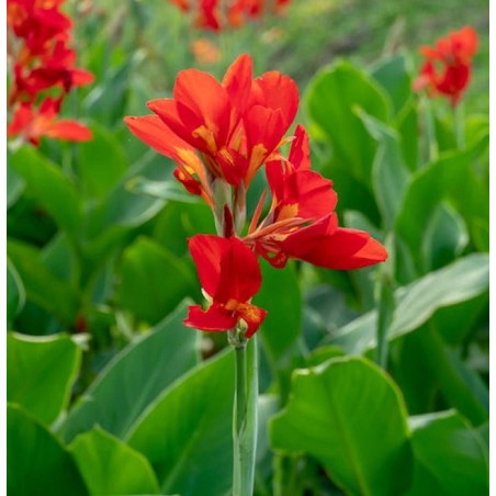 Balisier rouge - Canna indica