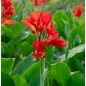 Canna Indica - 10 graines Canna Indica - 10 graines