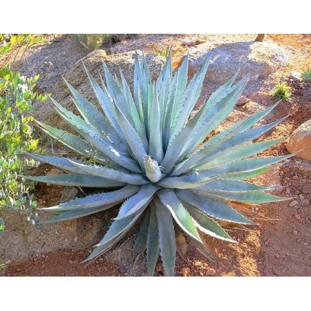 Sublime agave lumineuse