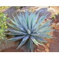 Agave Chrysantha - 10 graines Agave Chrysantha - 10 graines