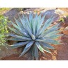 Sublime agave lumineuse