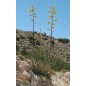 Agave Chrysantha - 10 graines Agave Chrysantha - 10 graines