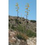 Floraison de l'agave dorée