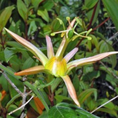 Graines de Passiflora Herbertiana - 10 graines - Graines exotiques -  - 1