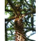Araucaria Angustifolia - 10 graines Araucaria Angustifolia - 10 graines