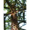 Araucaria Angustifolia - 10 graines