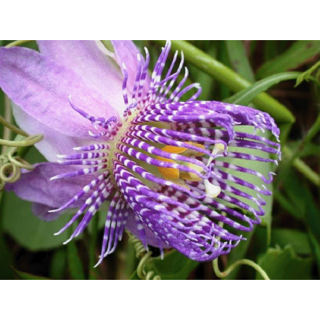 une  fleur  -  ajonc -  25  août  bravo  Martine  Graines-passiflora-seemannii-guate