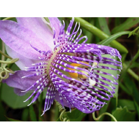 une  fleur  -  ajonc -  25  août  bravo  Martine  Graines-passiflora-seemannii-guate