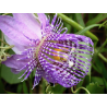 Passiflora Seemannii - 10 graines