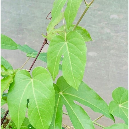 Passiflora Seemannii - 10 graines